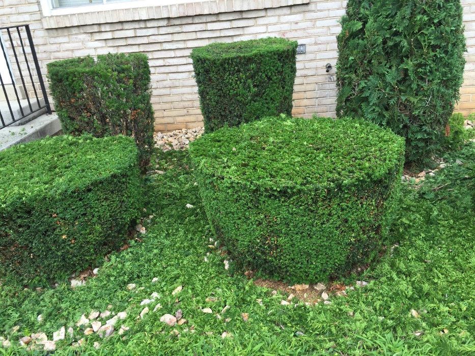 Hedge trimming tips